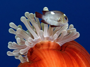 "False Nemo"

Close up of a closed anemone with a damse... by Henry Jager 